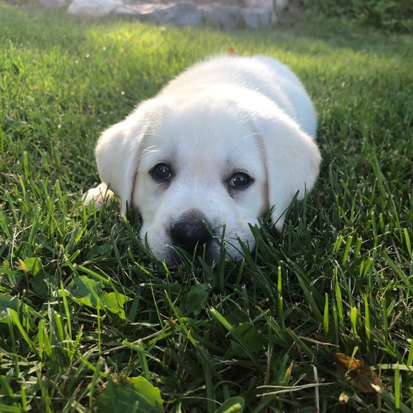 Hi!! I’m Kaitlyn and this is my puppy PJ - Picture 3 of 3